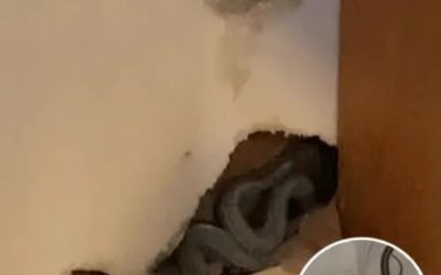 Mama dwójki dzieci, Amber Hall, była zachwycona przeprowadzką do swojego pierwszego domu. Ale podczas rozpakowywania jej pies zaczął się dziwnie zachowywać. Wtedy Amber przyjrzała się ścianie bliżej i to, co zobaczyła, mrozi mi krew w żyłach.😲😲