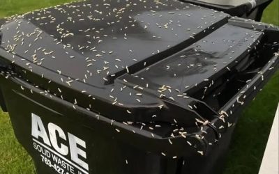Jak zapobiec zasiedlaniu kosza na śmieci przez robaki