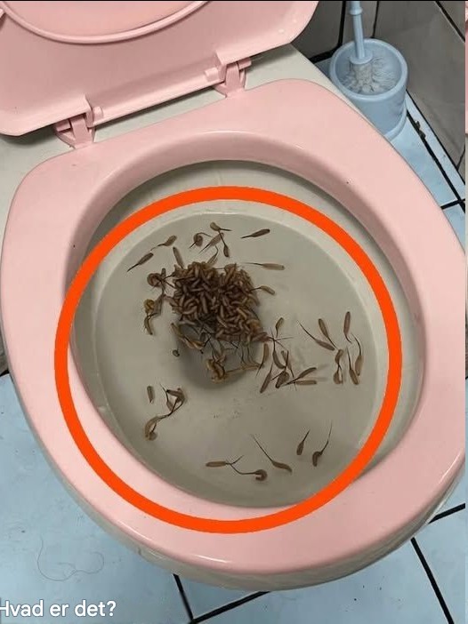 Te rzeczy pojawiają się w mojej toalecie po deszczu. Masz pojęcie, co to jest?