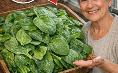 Zabójca bakterii: likwiduje śmierć w jelitach. Ta roślina oczyszcza jelita i wątrobę. Podam ci przepis na prostą ok.