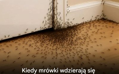 Kiedy mrówki odprowadzają Twój dom, oto co Wszechświat systemu Ci powiedzieć