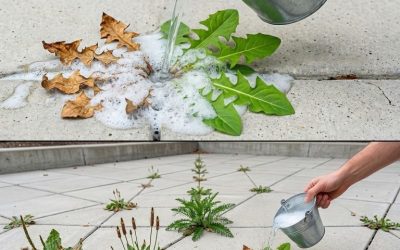 Naturalne i skuteczne domowe sposoby zwalczania chwastów