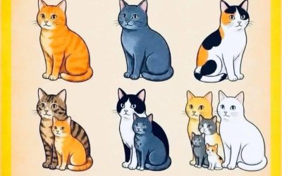 Ile kotów widziałeś? 🐱👀