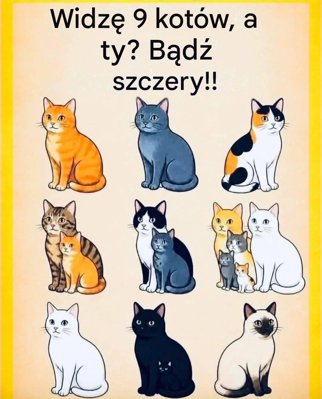 Ile kotów widziałeś? 🐱👀