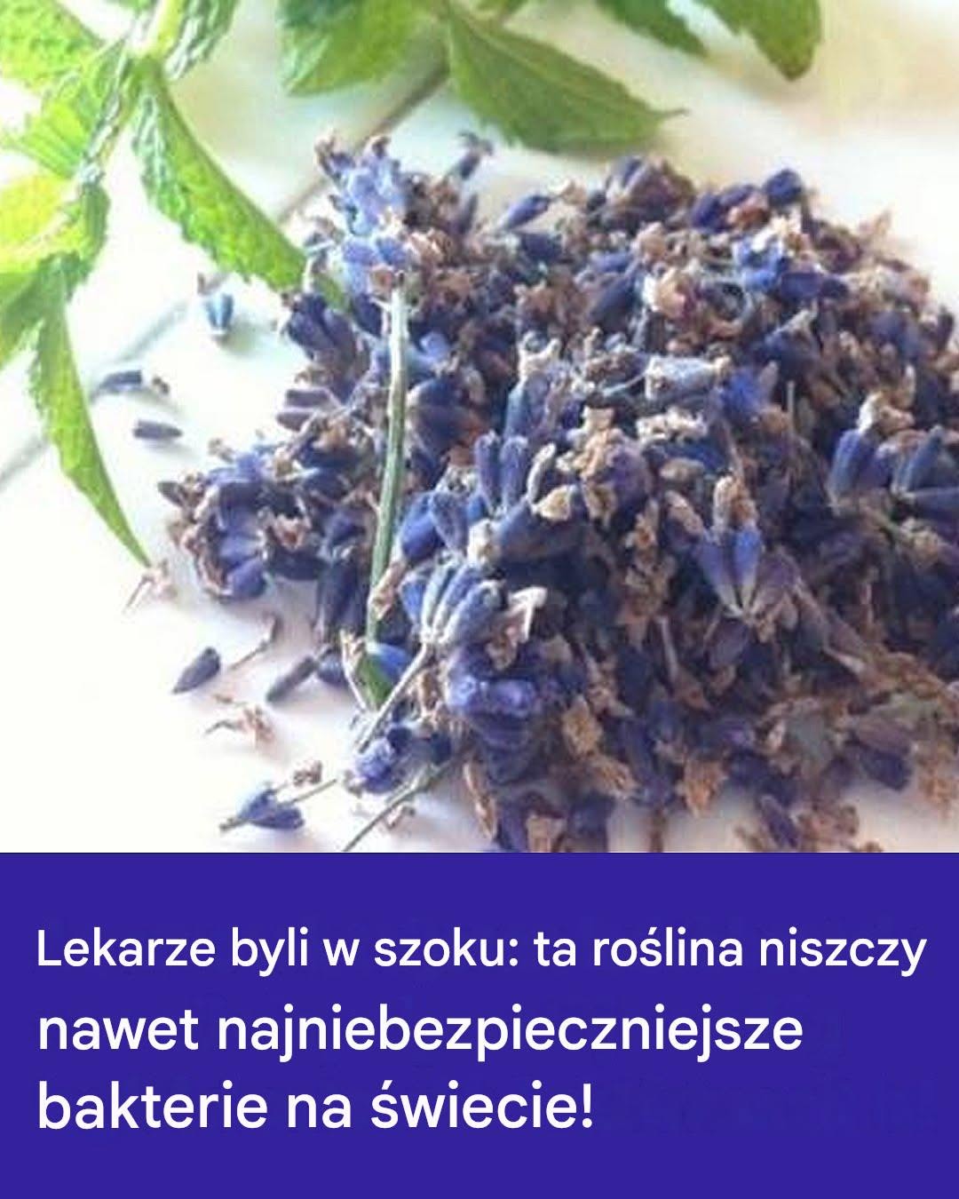 Lekarze byli w szoku: ta roślina niszczy nawet najniebezpieczniejsze bakterie na świecie!