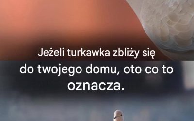 Uwielbiam gołębie, ale nie wiedziałem, że ich obecność ma takie znaczenie.