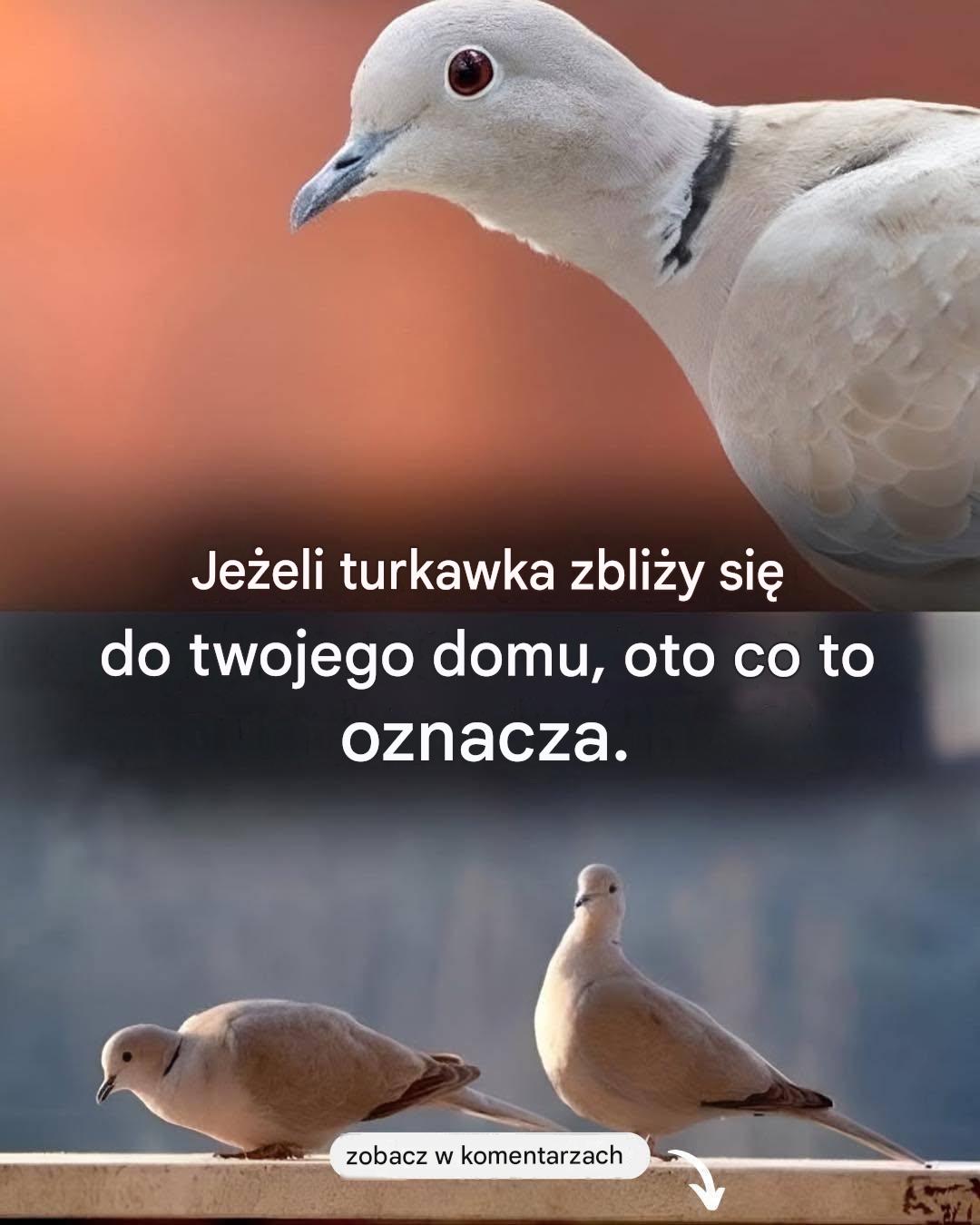 Uwielbiam gołębie, ale nie wiedziałem, że ich obecność ma takie znaczenie.