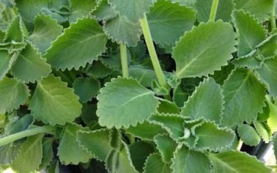 oregano na pusty żołądek – korzyści, praktyka i bezpieczeństwo