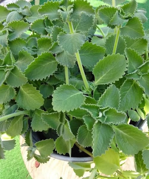 oregano na pusty żołądek – korzyści, praktyka i bezpieczeństwo