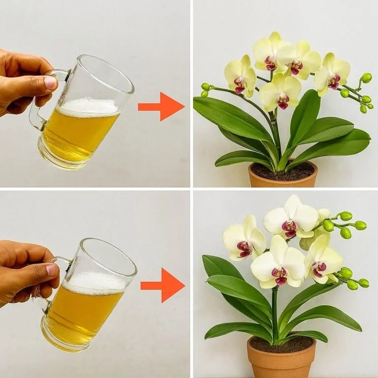 Wylej łyżeczkę na korzenie orchidei! Nagle każdy pączek kwiatu rozkwita niezliczoną ilością kwiatów.