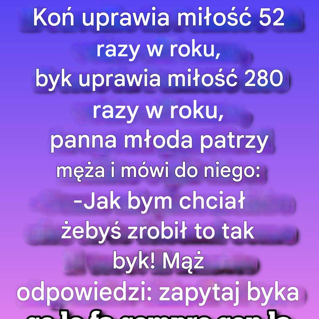 „Koń robi to 52 razy w roku, byk 280, a mój mąż…” (1 / 2)