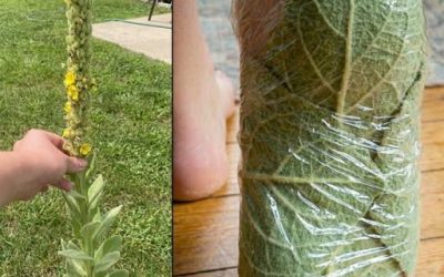 63 niesamowite korzyści z dziewanny gęstokwiatowej (Verbascum densiflorum)