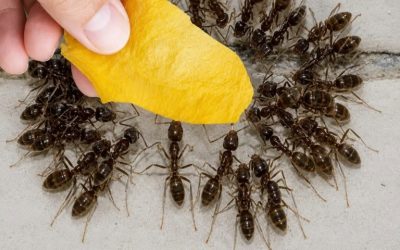 Domowy trik na pozbycie się mrówek z altanki i ogrodu: wystarczy położyć go na ziemi, a następnego dnia mrówek już tam nie będzie!