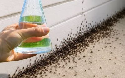 Wystarczy jedna kropla, a mrówki znikną natychmiast: najskuteczniejsza sztuczka domowa!