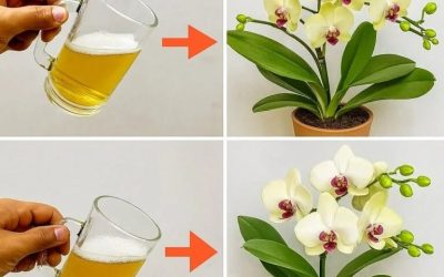 Wylej łyżeczkę na korzenie orchidei! Nagle każdy pączek kwiatu rozkwita niezliczoną ilością kwiatów.