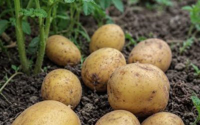 Lekarze ujawniają, że jedzenie ziemniaków powoduje… Zobacz więcej…
