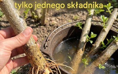 Technika ukorzeniania dowolnej gałęzi (tylko z 1 składnikiem)