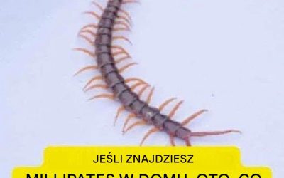Jeśli znajdziesz w swoim domu stonogę, oto co to oznacza… Zobacz więcej